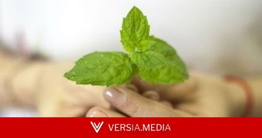 يدعم الهضم ويحسن رائحة الفم وقد يساعد فى تهدئة القلق.. فوائد النعناع للصحة